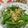 クックE662AA☆'s cooksnap of when they made スナップエンドウと玉子の簡単炒め.