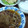 にしうっちー's cooksnap of when they made ファミレスの味、和風ハンバーグソース.