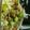ゆ・ふママ's cooksnap of when they made スダチたっぷり　野菜のあられ寿司.
