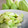 あっぷるカモミール's cooksnap of when they made はやと瓜の油炒め.