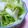 mikkusan's cooksnap of when they made 即興で！白菜の浅漬け.