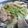 快くん's cooksnap of when they made もりもりガッツリ牛レタス丼♪濃厚旨ダレ☆.