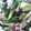 amiami1234's cooksnap of when they made 小松菜牛の ♪ 生姜塩 ♪ 炒め.