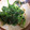 かとち。's cooksnap of when they made ほうれん草の胡麻和え.