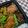 白いカピバラ's cooksnap of when they made 定番の味☆きんぴらごぼう.