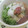 chicua's cooksnap of when they made 牡蠣みぞれ煮♥梅風味.