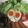 サーフブレイド's cooksnap of when they made 簡単！味付け煮たまご.