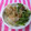 るらちゃん's cooksnap of when they made 簡単☆早い　かいわれのおかか和え.