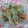 さおぴーや☆'s cooksnap of when they made ★大根と大葉の梅おかか和え★.