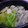 -AYA-彩's cooksnap of when they made さくさくふわふわ。とりだんごの水炊き.