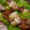 まりもまん's cooksnap of when they made おいしい♪豚肉のネギ塩がけ.