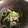 はちきんJenny's cooksnap of when they made つゆだく★ほうれん草のおひたし.