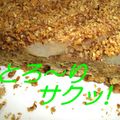 P-K23's cooksnap of when they made 洋梨のクッキータルト.