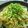 悠と駿と拓の母ﾁｬﾝ's cooksnap of when they made ダシダが効いてる☆ピリ辛もやし.