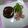 ミッキーアン's cooksnap of when they made しいたけの肉味噌マヨ焼き.