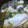 まんぼちゃん's cooksnap of when they made ✿秋刀魚のつみれ汁✿.