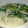ナﾂコ's cooksnap of when they made ほっこりとろ～り　かぶのクリーム煮.