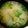 あいぽにょ☆'s cooksnap of when they made 大根のお味噌汁（*^^*）.