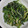 朝まと's cooksnap of when they made ほうれん草のマヨごまぽん酢和え.