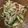 クックHDP0M2☆'s cooksnap of when they made きゅうりともやしの中華サラダ。簡単☆.
