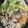 猫のミイヤ's cooksnap of when they made 塩麹で出汁が美味しい♪鶏鍋.