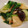 りんごちゃん☆★☆彡's cooksnap of when they made 椎茸と青菜のさっぱり中華・清淡香菇菜秧.