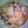 あきゃりん's cooksnap of when they made ☆あったか！大根と豚肉のうま煮☆.