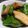myukitty's cooksnap of when they made ししとうとエリンギの塩炒め.