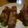 ポコバナナ's cooksnap of when they made 豚肉長いも巻き.