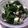 volvol's cooksnap of when they made 豆腐とワカメの小鉢.
