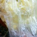 熊人すみこ's cooksnap of when they made サラダ用にはコレ！白菜はレンジでチン.