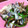 pulp1211's cooksnap of when they made さっぱり　あさり酒蒸し風ときのこ　5分！.