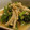 cocoりえ's cooksnap of when they made えのきと春菊のごまびたし.