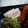 yukiはぴ's cooksnap of when they made レンジで簡単かぶとハムのバター炒め.