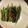 むらさめもんがら's cooksnap of when they made 手作り◇水菜のお漬物.