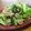 サーフブレイド's cooksnap of when they made 超簡単！小松菜と豚肉の塩炒め.