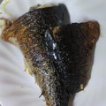 たーちゃんﾏﾏ's cooksnap of when they made さばの塩焼き.