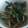 コロコロピンク's cooksnap of when they made ほうれん草とえのき、しめじの和え物.