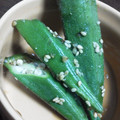 ♡♥♡たんちゅ♡♥♡'s cooksnap of when they made 超簡単でウマウマ☆おくらの胡麻和え.
