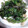 ユーロン's cooksnap of when they made 定番！ホウレン草のたっぷり胡麻和え.