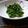 ゆきぞうクラブ's cooksnap of when they made ほうれん草の胡麻和え.