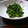 ゆきぞうクラブ's cooksnap of when they made ほうれん草の胡麻和え.