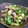 とみィ's cooksnap of when they made 胡瓜と茗荷の塩昆布和え.