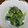 そめはる's cooksnap of when they made 春菊のオイマヨ胡麻和え.