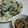 りゅうぼうちゃん's cooksnap of when they made じゃがいもとニラ入りの韓国風大根餅.