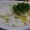 myukitty's cooksnap of when they made 柚子と香菜の根菜香りサラダ.