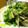 Ｋazu's cooksnap of when they made 大根葉と豚肉の炒め物.