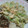 さおぴーや☆'s cooksnap of when they made 長イモのお好み焼き風.