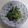 なめこおろし's cooksnap of when they made 簡単♪こごみの味噌マヨ和え.