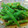 みのりっくす's cooksnap of when they made いんげんのゴママヨポン和え★.